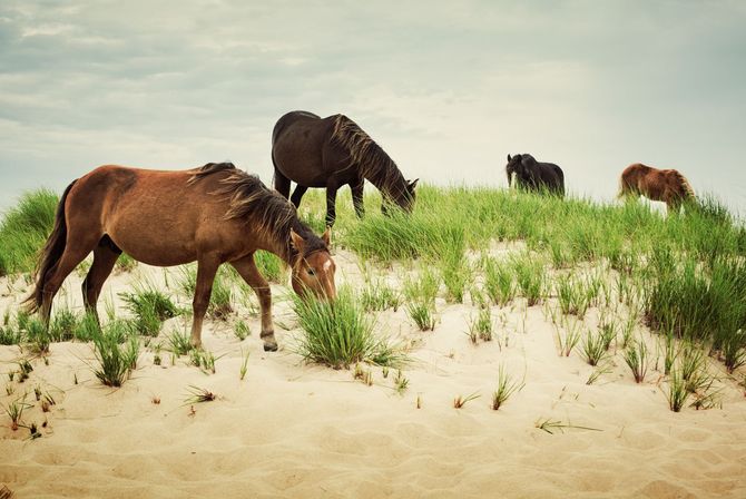 Sable Island