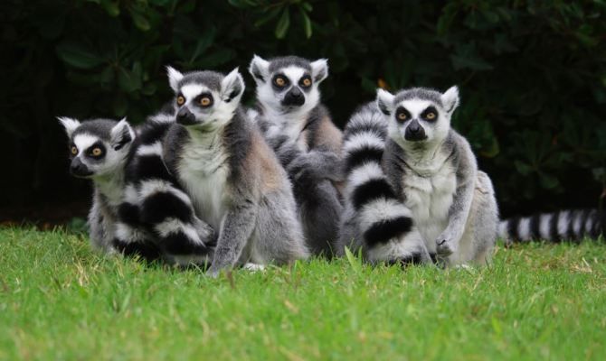 lemuri madagascar lignano sabbiadoro parco zoo punta verde