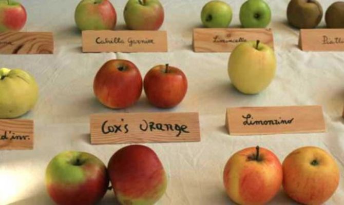 VarietÃ  di mele
