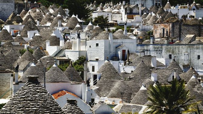 Olio Dop Terra di Bari foto