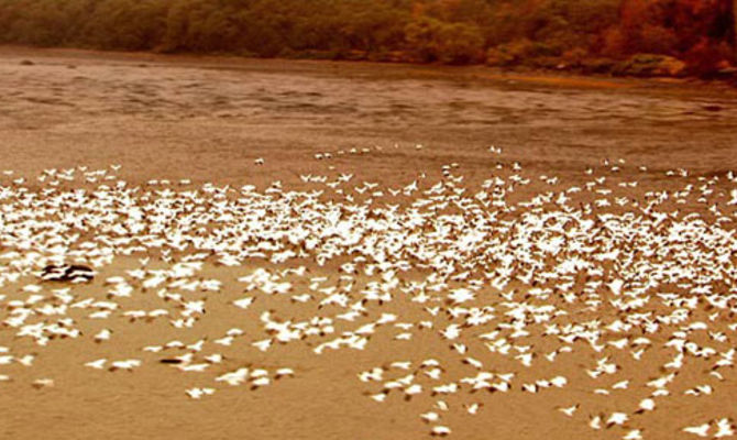 Oche Bianche sul fiume