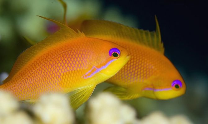 Oman pesci colorati dei fondali