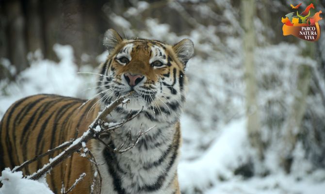 parco natura viva animali tigre inverno neve <br>