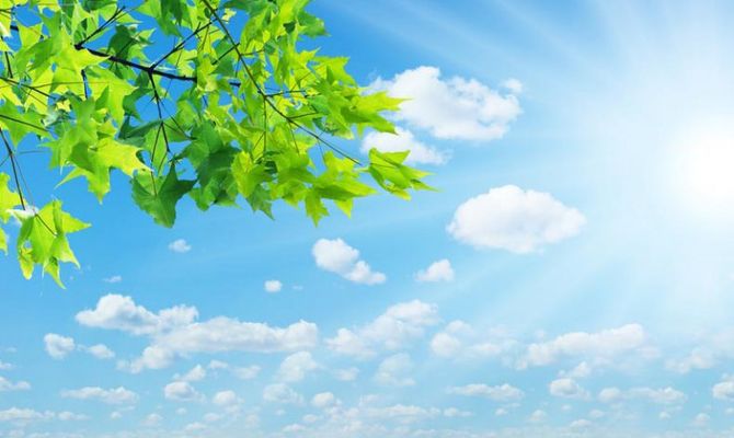 Foglie d'albero e cielo con il sole