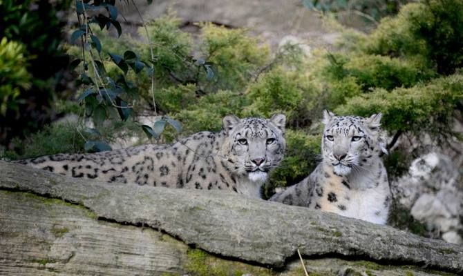 leopardi delle nevi felini animali parco faunistico asia natura viva