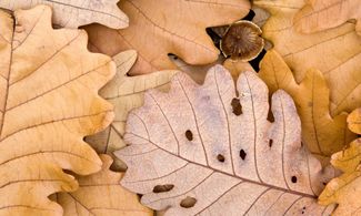 Autunno, foglie e funghi