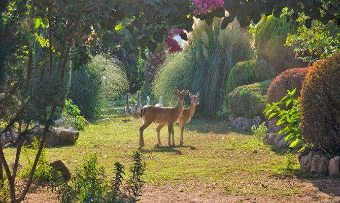 giardino, piante, animali, flora, fauna, airola