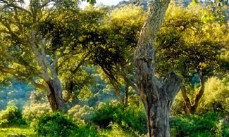 Parco Naturale Los Alcornocales