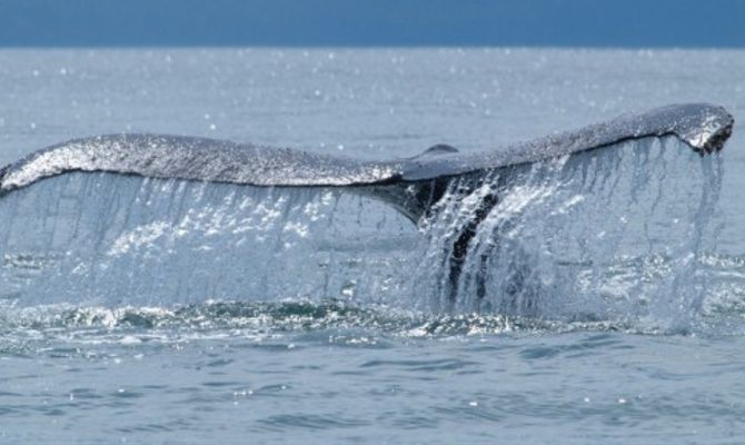 Balena