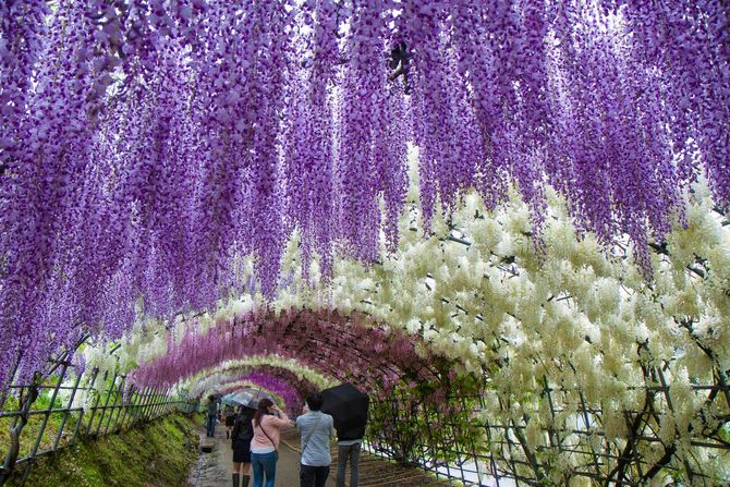 2 Wisteria Flower Tunnel