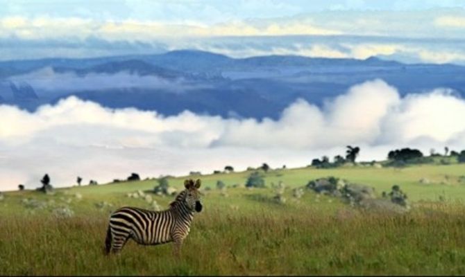 Zebra del Malawi del nord