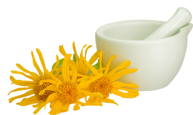 L’arnica montana