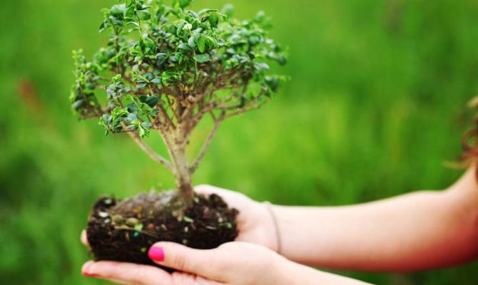 Bonsai nella mano