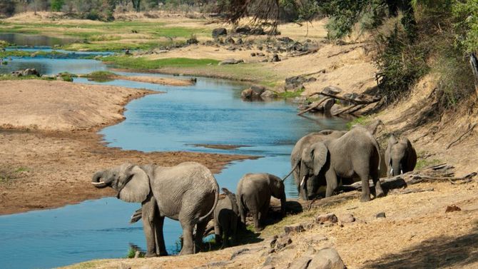 Safari in Tanzania