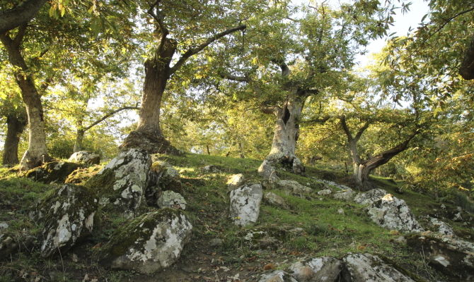 Alberi di castagno<br>