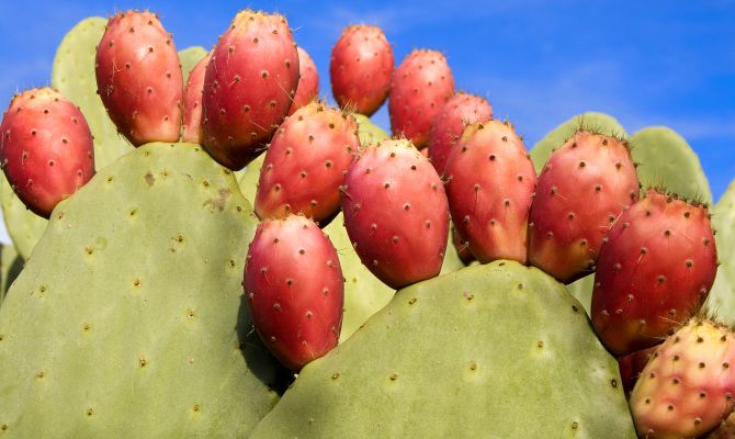 fichi d'india cactus frutti spine 