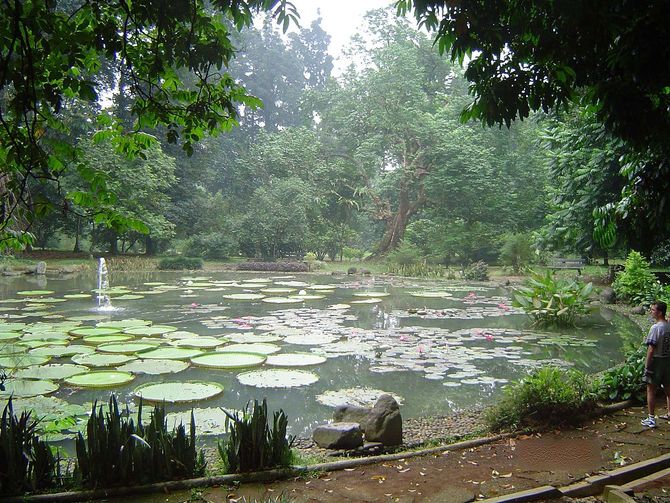 Bogor Botanical Gardens and Rainforest