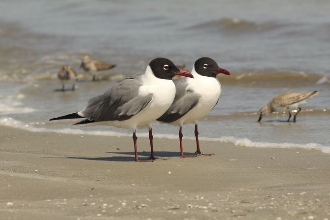 Cumberland Island National Seashore