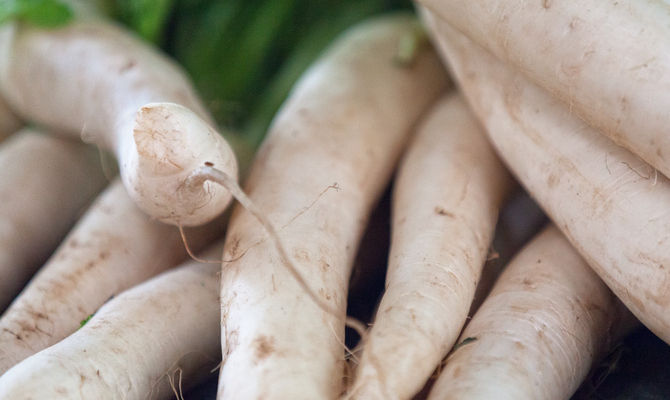 radice vegetale