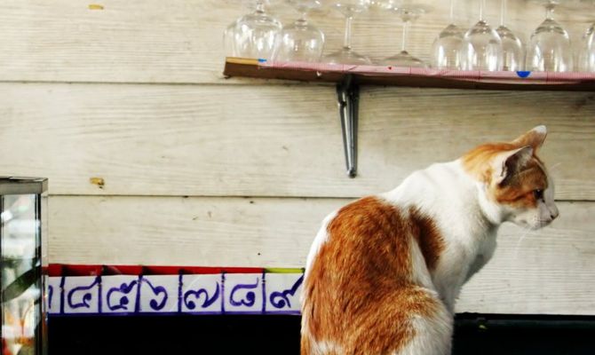 gatto bar bancone