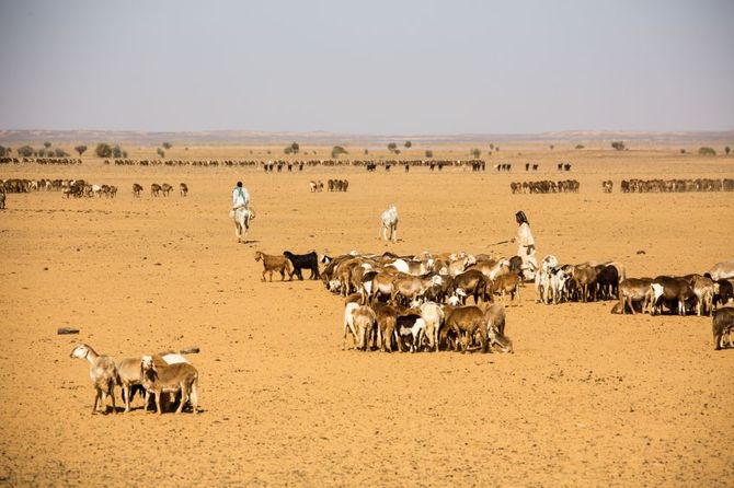 Wadi Halfa