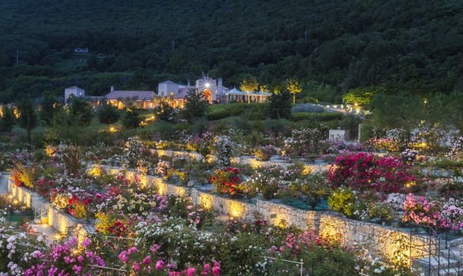 roseto, vacuna rosae, rose, fiori, bosco, sera, natura