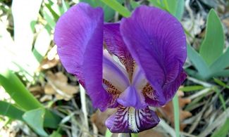 Life Floranet: il progetto che tutela la flora appenninica