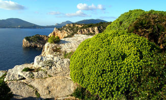 parco porto conte alghero sardegna paesaggio mare piante