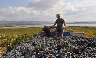 Sardegna al sapore di vino