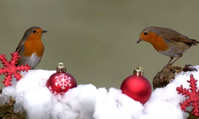 Pettirossi su rami con neve e palle di Natale