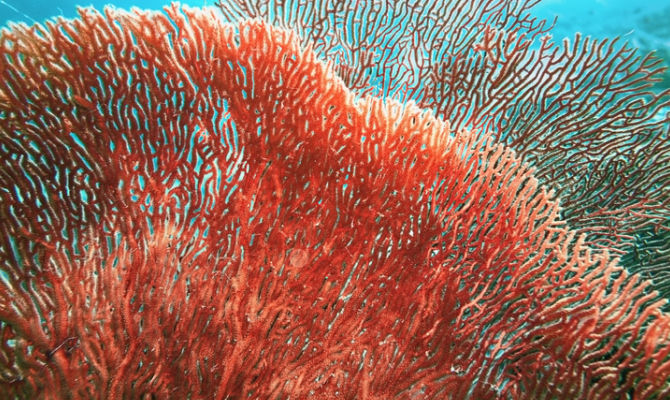 Corallo vivente