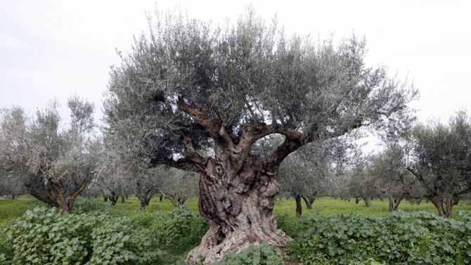 Pianta di olivo