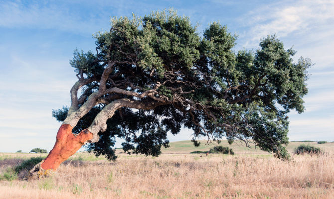 sughero albero