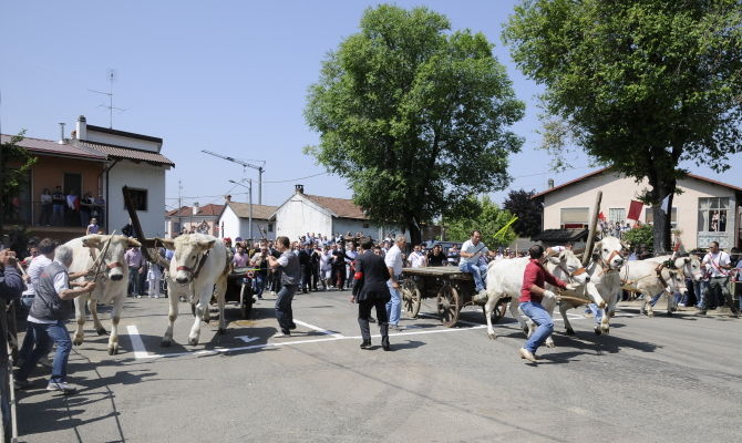asigliano vercellese, buoi, carri, corsa, folklore, festa