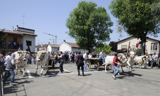 asigliano vercellese, buoi, carri, corsa, folklore, festa