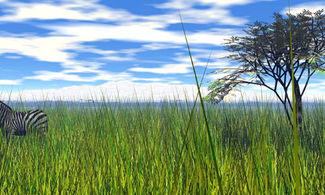Zebra nella savana