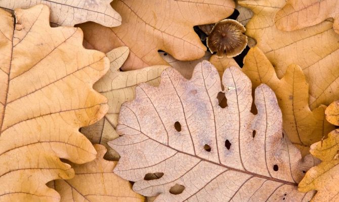 Autunno, foglie e funghi