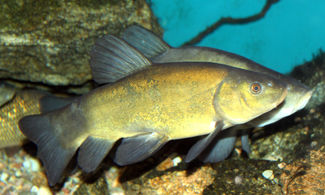 Tinca: il pesce dell'estate piemontese 