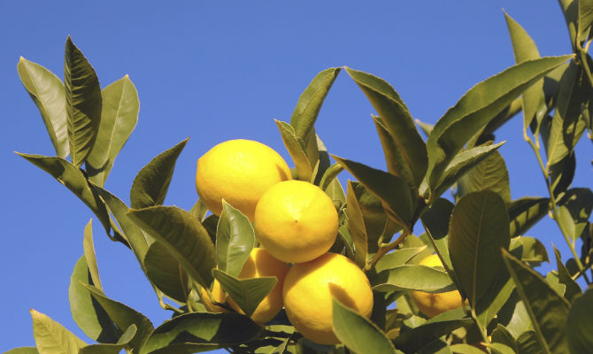 albero di limoni, agrumi<br>