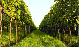 Quando il vino decide l'itinerari