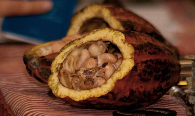 Cacao