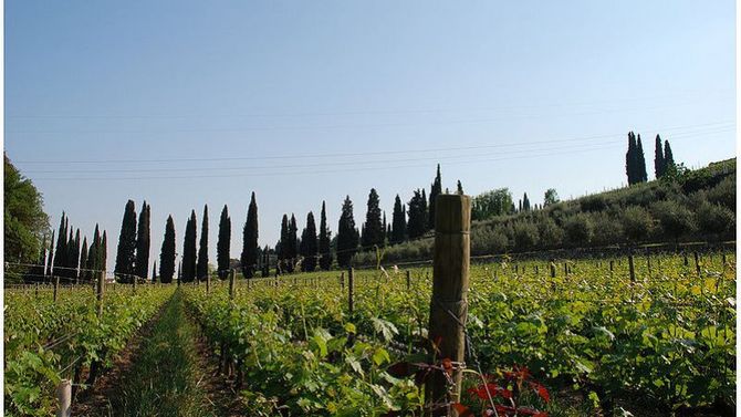 Olio Veneto Valpolicella Dop foto