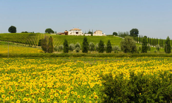 Valle Umbra, umbria, campagna, girasoli, agriturismo<br>