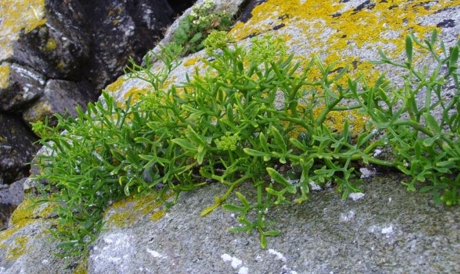 paccasassi finocchietto marino rocce erbe pianta