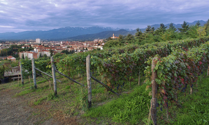 vigna vigneto paese panorama piemonte italia