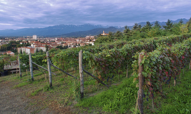 vigna vigneto paese panorama piemonte italia