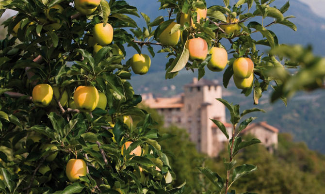 albero di mele, albero da frutto<br>