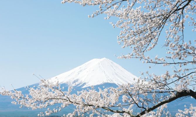 Ciliegi in fiore e monte Fuji