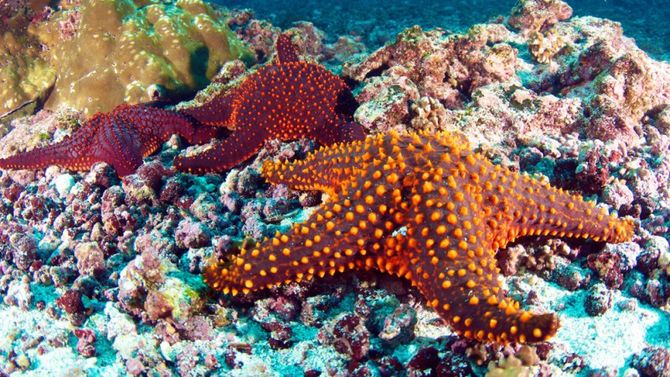 Stelle marine
