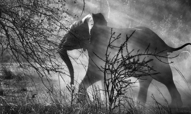 Sebastião Salgado